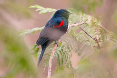 Campephaga phoenicea