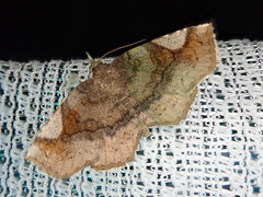 Pangrapta perturbans