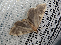 Luma sericea