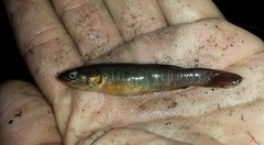 Umbra limi