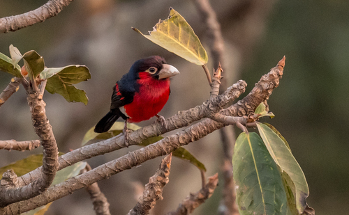 Double-toothed Barbet