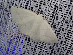 Parabapta clarissa
