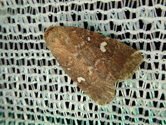 Acosmetia biguttula