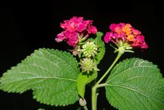 Lantana camara camara