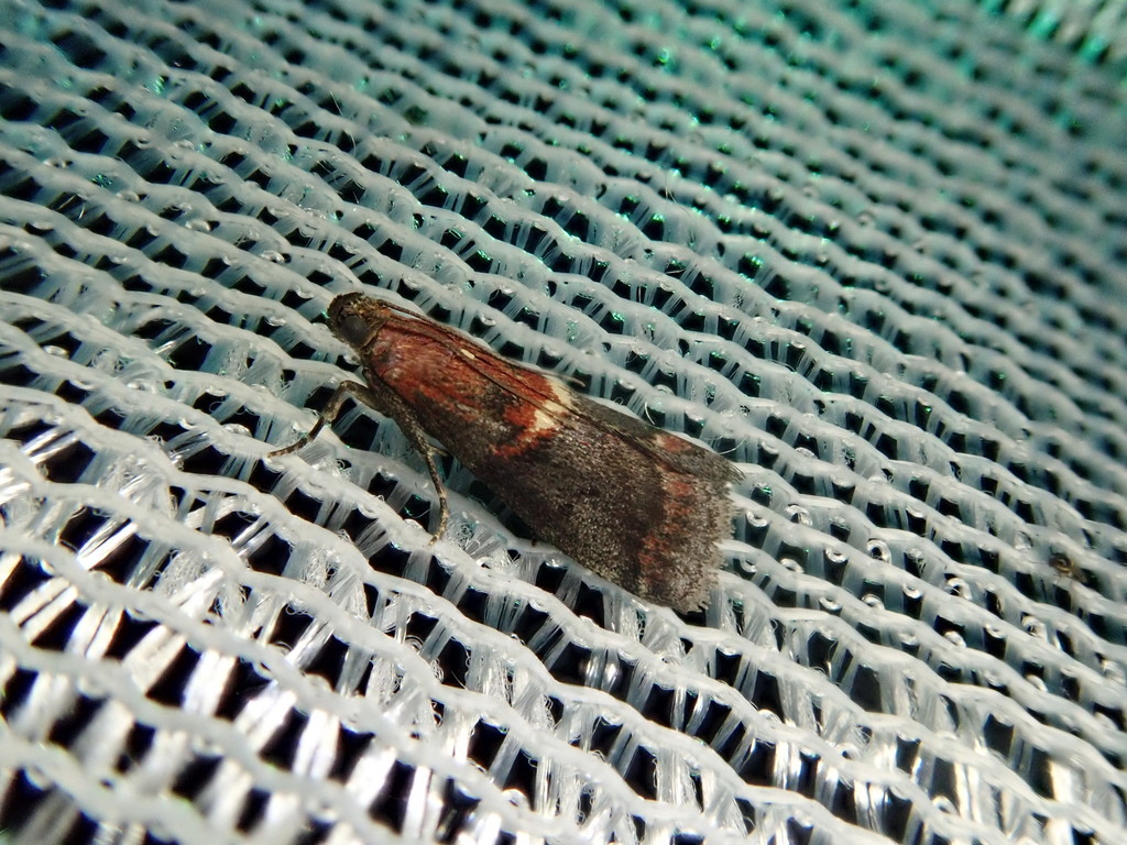 Acrobasis obrutella