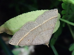 Paracolax trilinealis