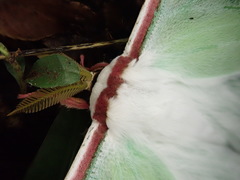 Actias aliena aliena