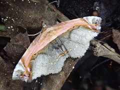 Lophoruza pulcherrima