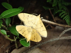 Patania chlorophanta