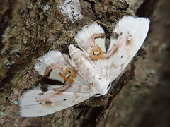 Holocryptis nymphula