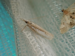 Crambus pseudargyrophorus