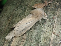 Phragmataecia castaneae