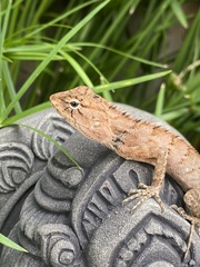Calotes versicolor