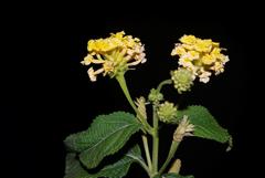 Lantana camara camara