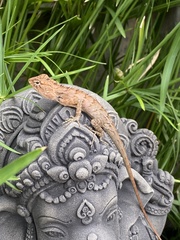 Calotes versicolor