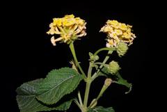 Lantana camara camara