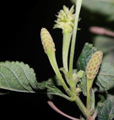 Lantana camara camara