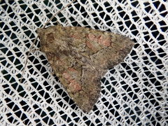 Antapamea conciliata