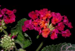 Lantana camara camara