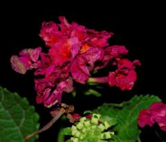 Lantana camara camara