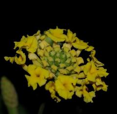 Lantana camara camara