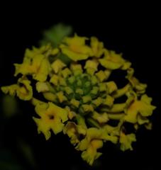 Lantana camara camara