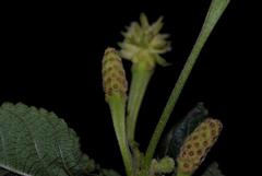 Lantana camara camara