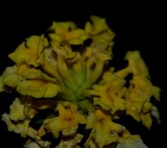 Lantana camara camara