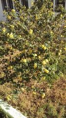 Lantana camara camara