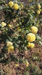 Lantana camara camara