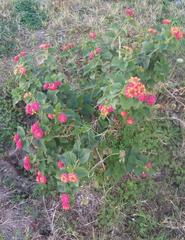 Lantana camara camara