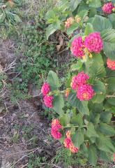 Lantana camara camara