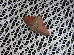 Endotricha olivacealis