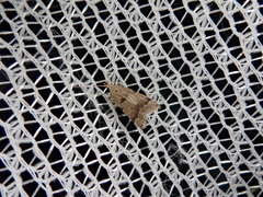 Deltoplastis apostatis
