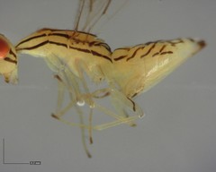 Zagrammosoma
