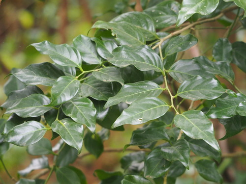 Champereia manillana (Champereia manillana)