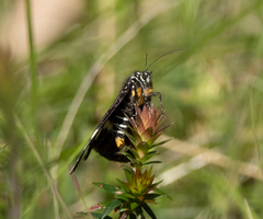 Platagarista macleayi