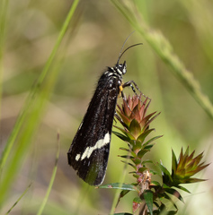 Platagarista macleayi