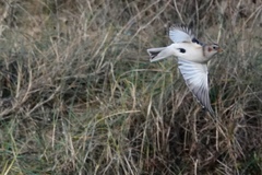 Plectrophenax nivalis