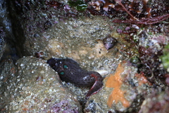 Lepadogaster purpurea