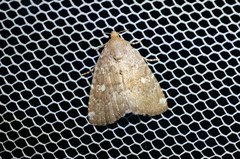 Amyna stellata