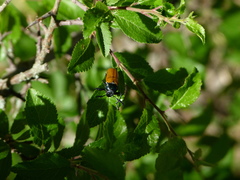 Labidostomis taxicornis