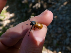 Labidostomis taxicornis