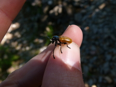 Labidostomis taxicornis
