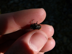 Labidostomis taxicornis