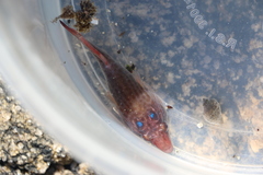 Lepadogaster purpurea