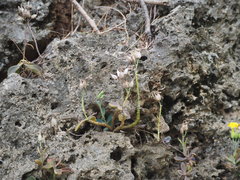 Kalanchoe garambiensis
