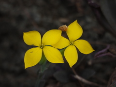 Kalanchoe garambiensis