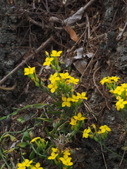 Kalanchoe garambiensis