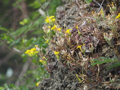 Kalanchoe garambiensis
